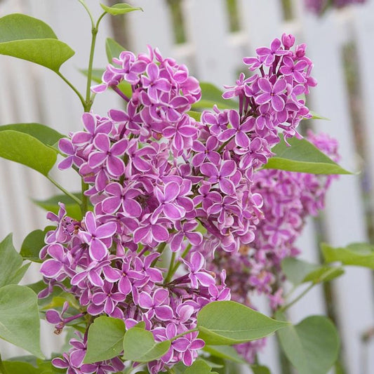 Sensation Bi-Color French Lilac – Syringa Vulgaris – shrub