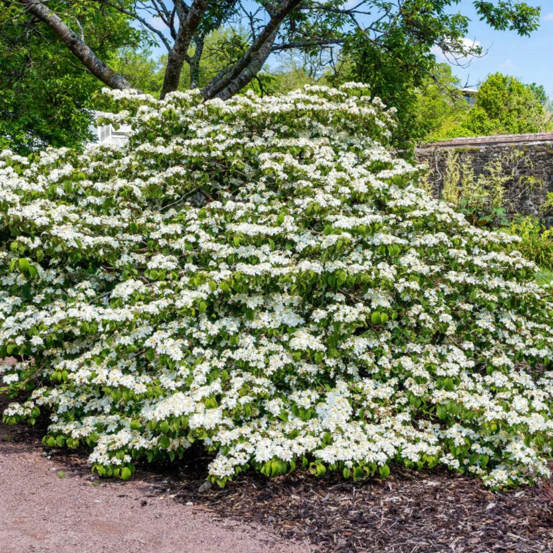 Shasta Viburnum Shrub in Full Bloom Showing Multi-Tiered Branches