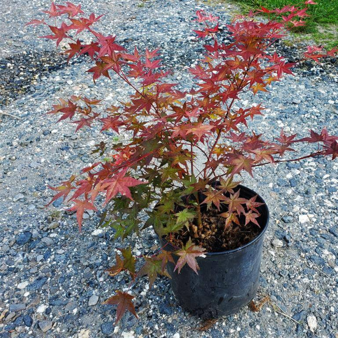 Shindeshojo Japanese Maple with vivid red new growth leaves