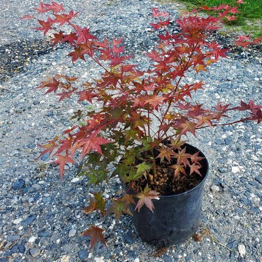 Shindeshojo Japanese Maple with vivid red new growth leaves