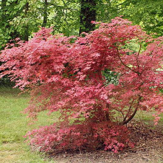 Mature Shin Deshojo Japanese Maple showing vibrant red color
