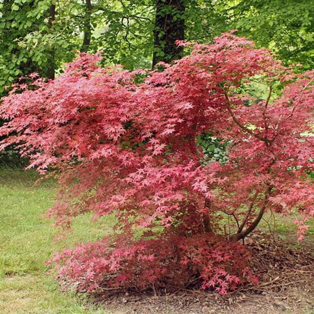 Shin Deshojo Japanese Maple bright red foliage in spring