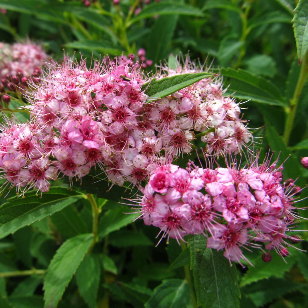 homeandgardensforless.com