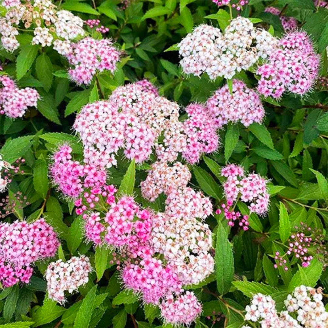 homeandgardensforless.com