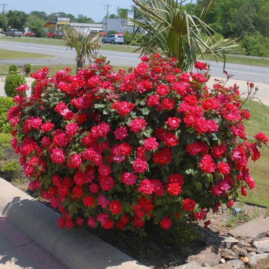 Double Knock Out Rose Shrub with Bright Red Blooms