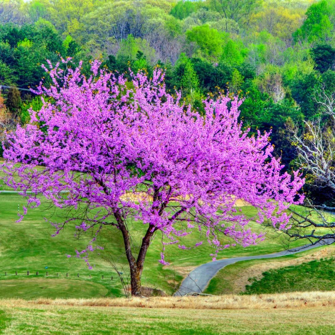 Dwarf Don Egolf Redbud Tree flowering with clusters of pink blooms in early spring