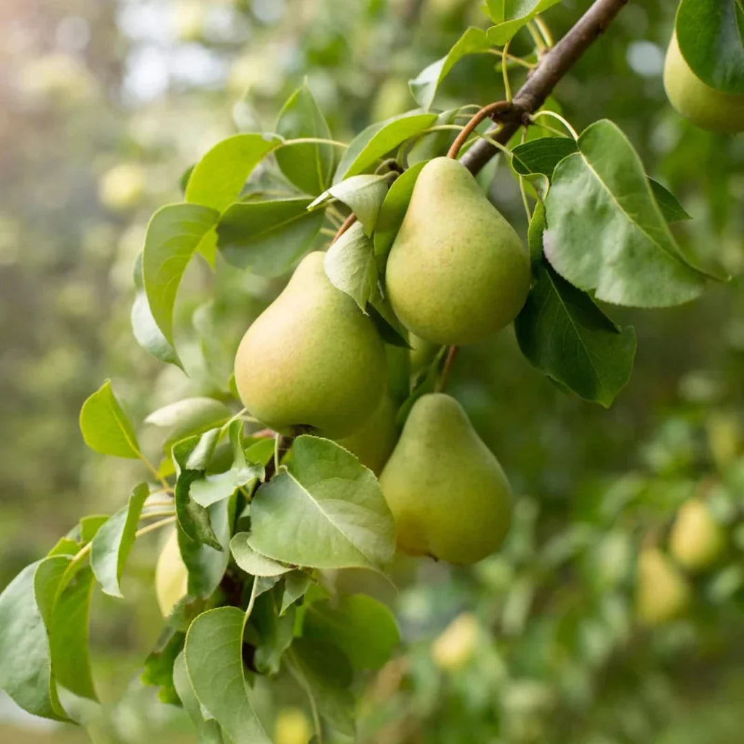 4-in-1 Pear Cocktail Tree