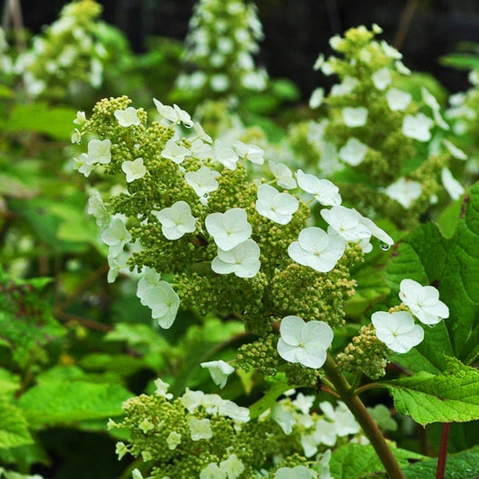 Dwarf Sikes Oakleaf Hydrangea Perfect for Borders and Small Landscapes