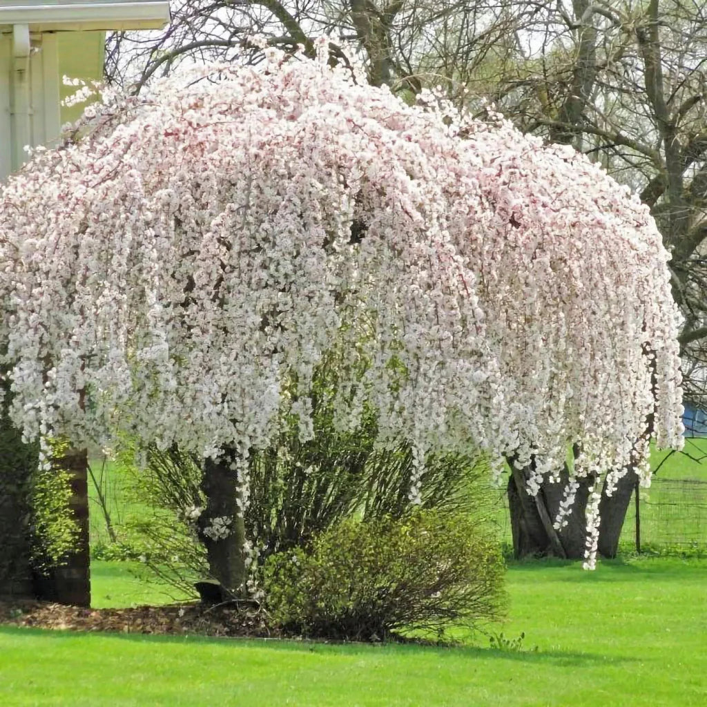 Snow Fountain cherry tree showcasing elegant weeping branches and flowers