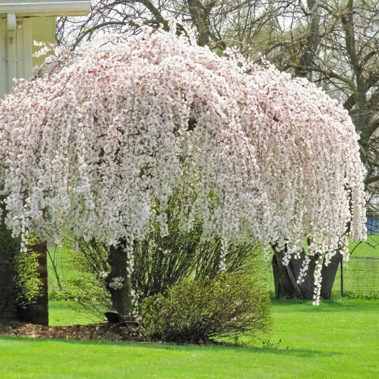 Snow Fountain cherry tree showcasing elegant weeping branches and flowers