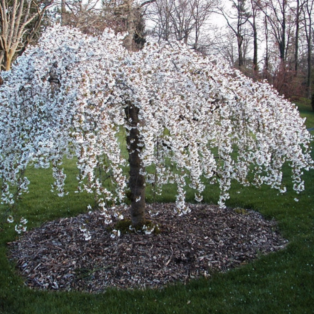Japanese Snow Fountains Weeping Cherry Tree in full bloom