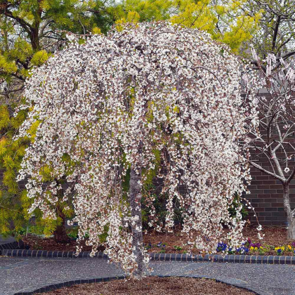Snow Fountains cherry tree adding spring beauty to garden landscape