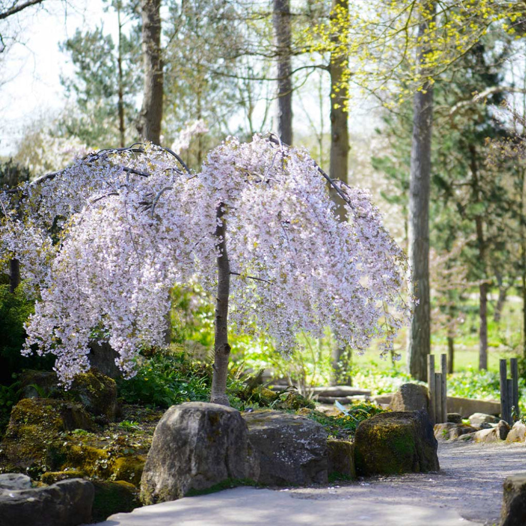 Ornamental weeping cherry tree with graceful fountain-style growth