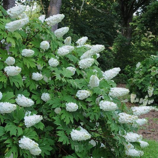 Snow Queen Oakleaf Hydrangea with Broad Green Leaves and Tall Blooms