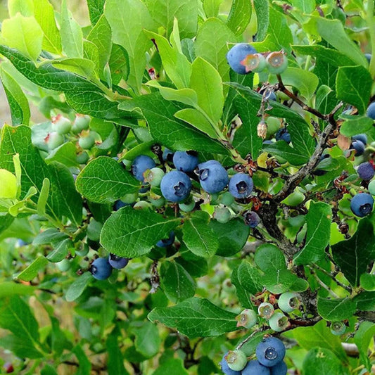 Southern Belle Blueberry Bush Close-Up with Leaves and New Growth