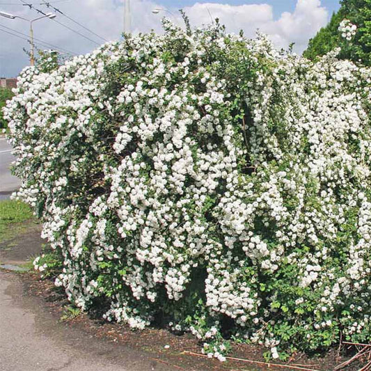 Spiraea Vanhouttei – Bridal Wreath Spirea | Cascading White Blooms | Zones 3–8 live plant for landscaping and home gardens