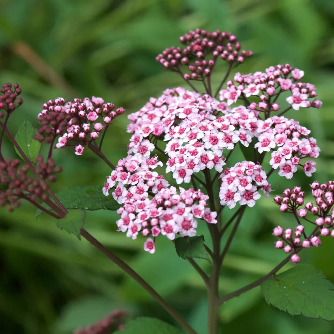 Little Princess Spirea – shrub