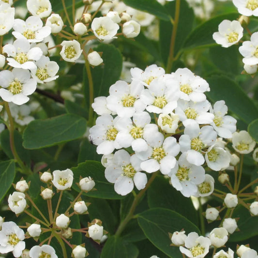 Spiraea Vanhouttei – Bridal Wreath Spirea | Cascading White Blooms | Zones 3–8 live plant for landscaping and home gardens