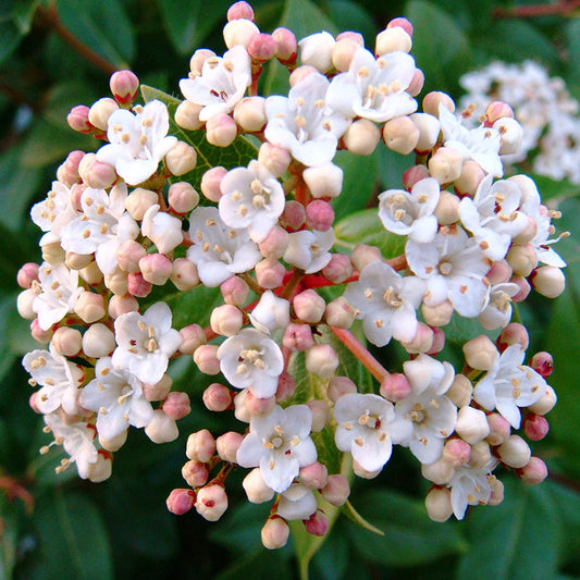Spring Bouquet Viburnum Shrub with Pink Buds and White Fragrant Flowers