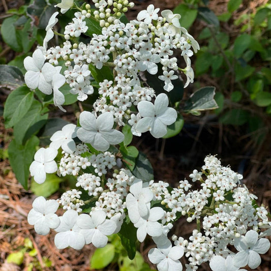 Spring Lace Viburnum Shrub with Graceful White Blossoms and Green Foliage