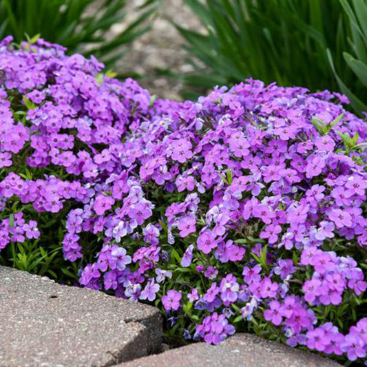 Spring Purple Moss Phlox ground cover