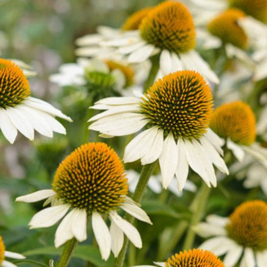 White Swan Coneflower garden perennial close-up