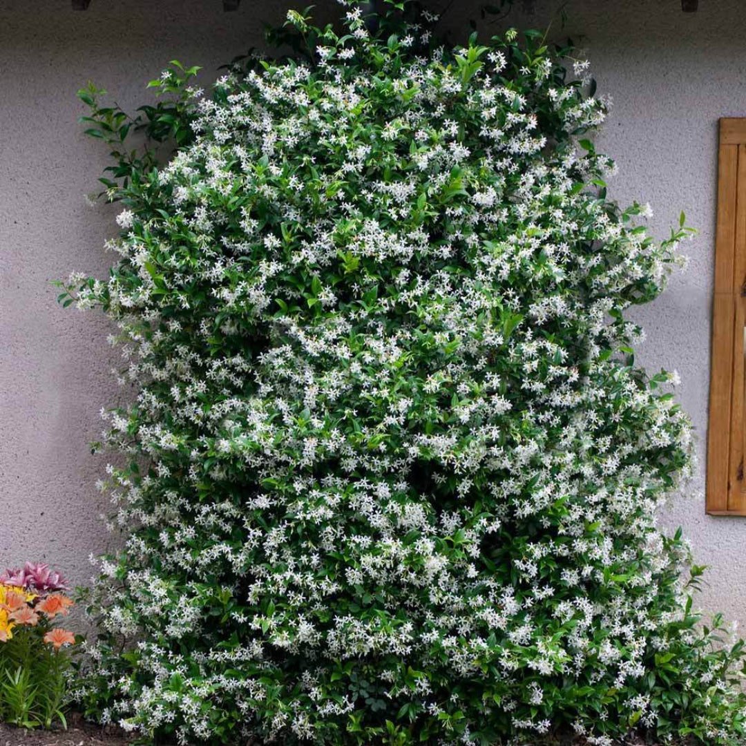 Fully grown Star Jasmine vine with fresh white blooms