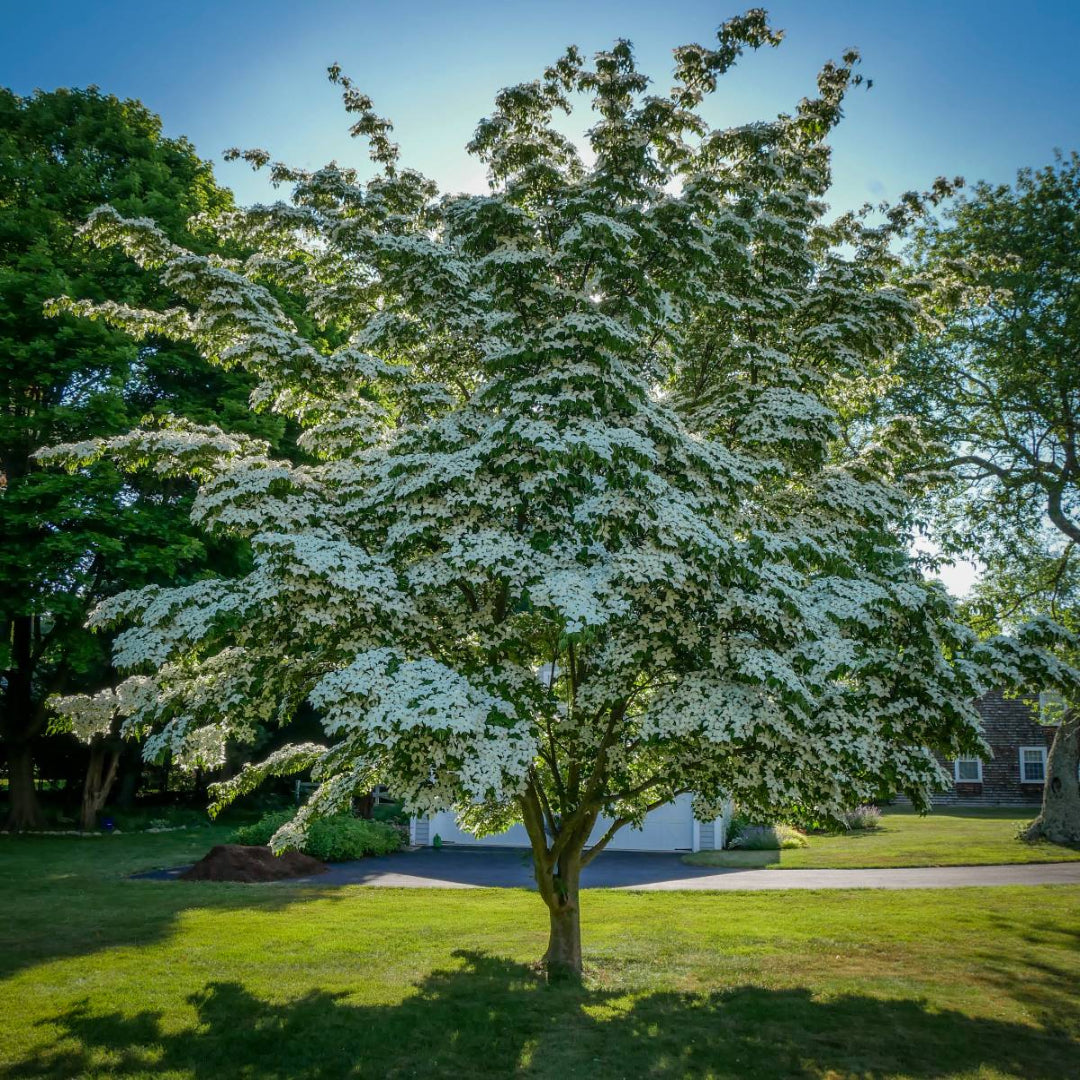White blooming branches of Celestial Dogwood Tree