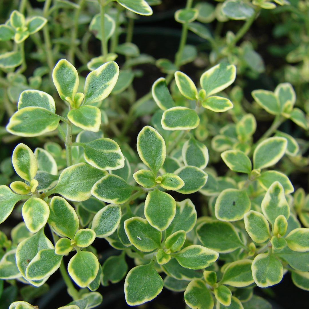 homeandgardensforless.com