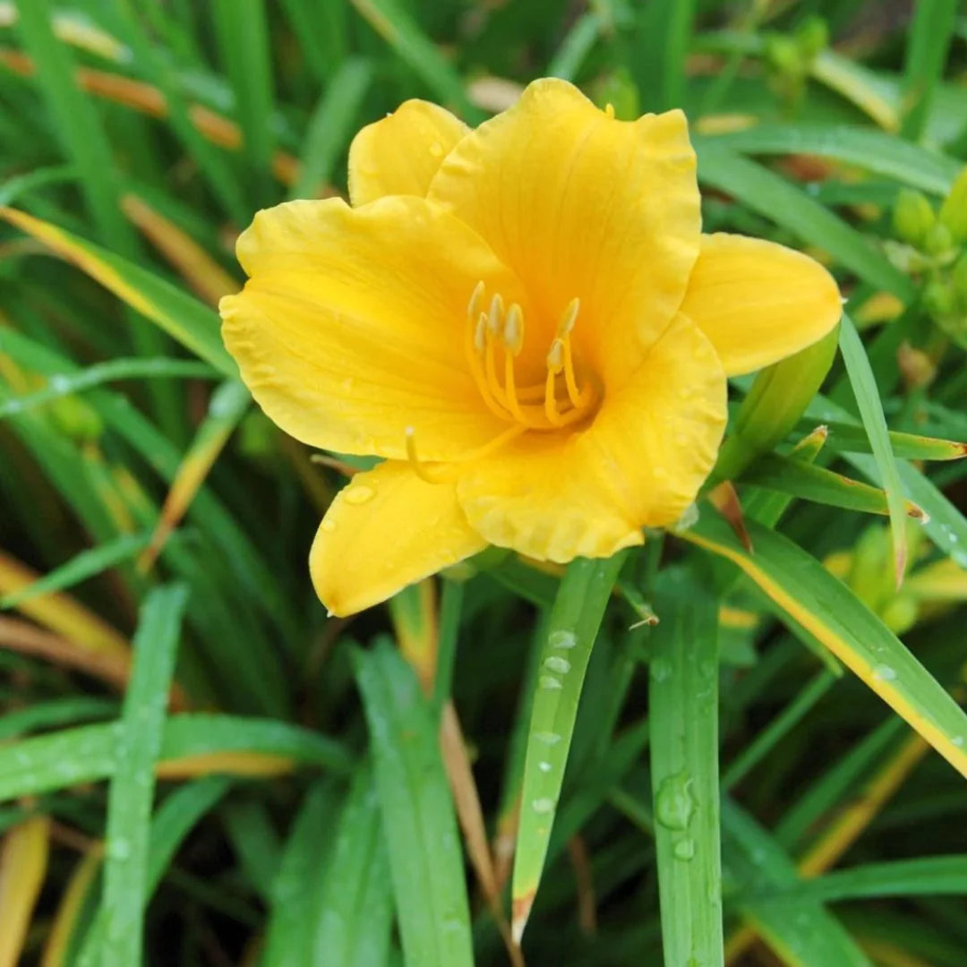Compact Stella D'Oro Daylily in garden