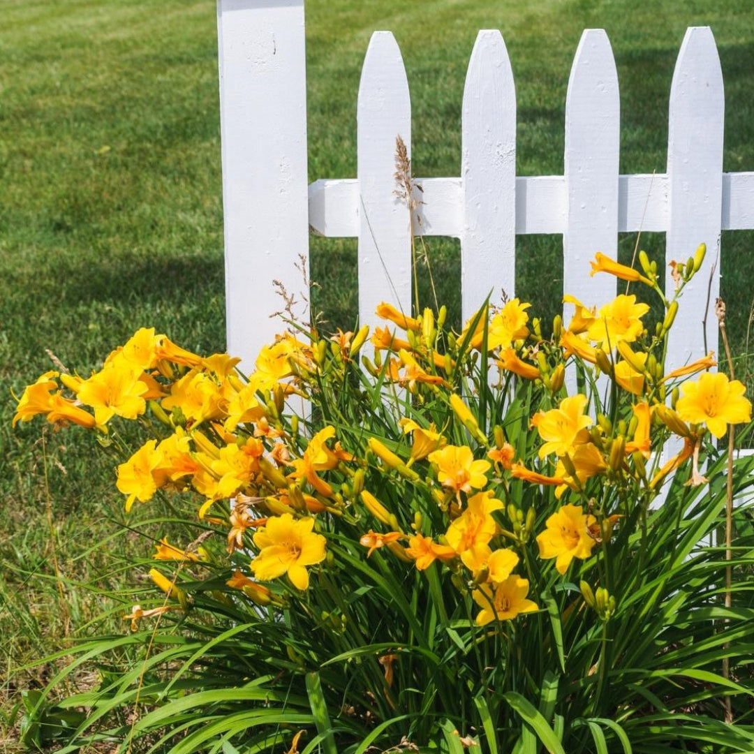 Bright yellow Stella D'Oro Daylily blooms