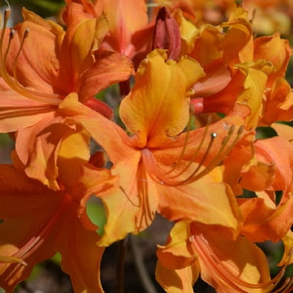 Close-up foliage view of Stonewall Jackson native azalea showing leaf texture and growth