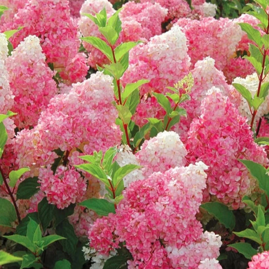 Compact Strawberry Sundae Hydrangea for Small Gardens