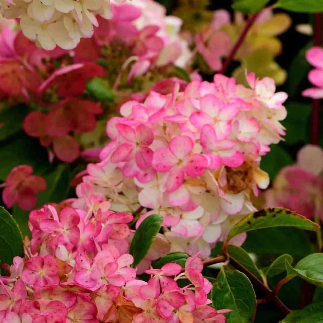 Strawberry Sundae Hydrangea Bush with Pinkish White Flowers