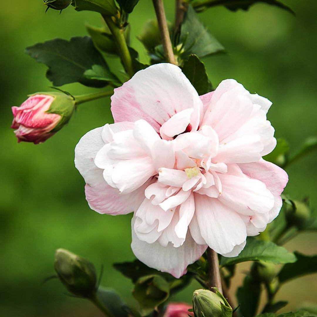 Strawberry Smoothie Hibiscus plant with large pink and red tropical flowers in full bloom