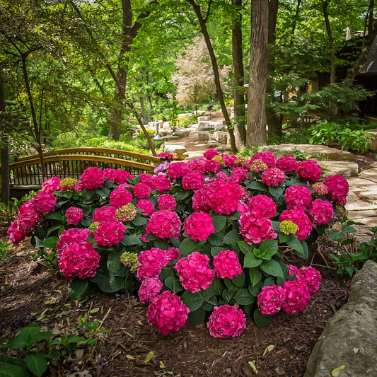 Summer Crush Hydrangea blooms brightening summer gardens