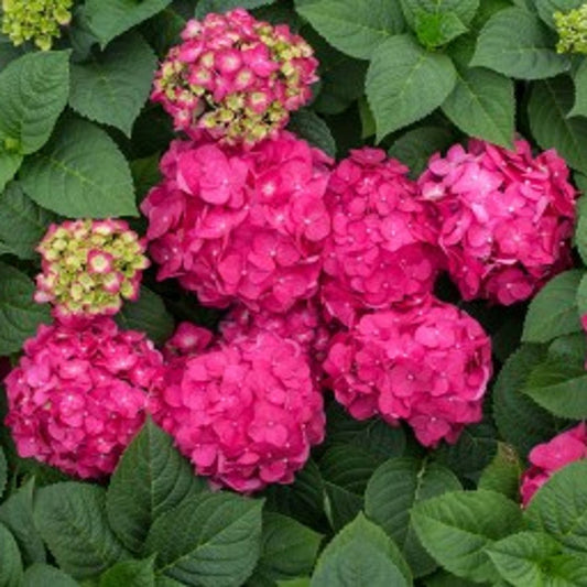 Endless Summer Crush Hydrangea bold pink flowers