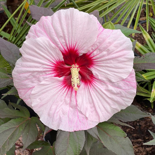 Hibiscus Summerific 'Perfect Storm' – evergreen