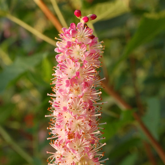 Close-up of Ruby Spice Summersweet flowers showing fragrant pink bottlebrush spikes