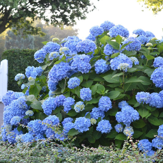 Summer Times Blue Hydrangea plant with vibrant blue blooms in full garden view