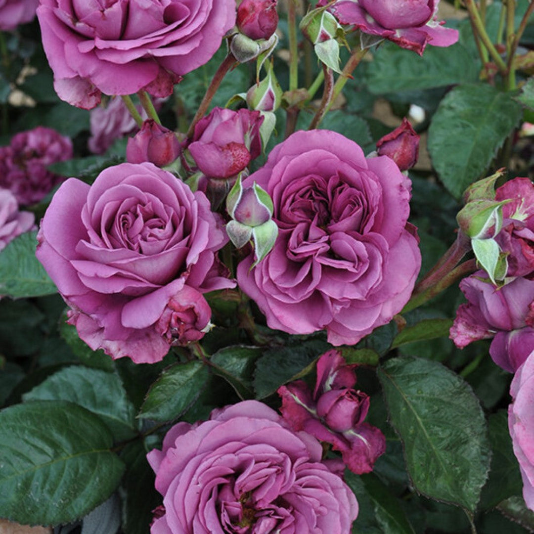 Sunbelt Plum Perfect rose plant close up flowers