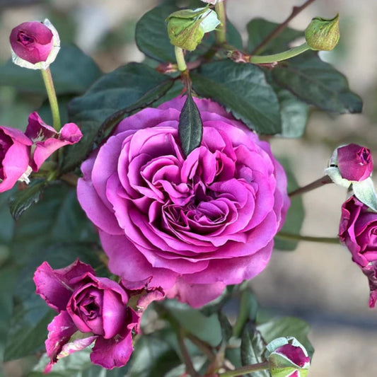 Sunbelt Plum Perfect rose bush with purple blooms