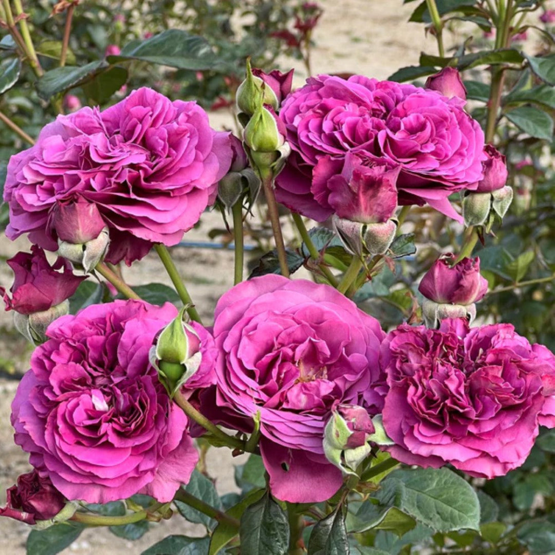 Plum Perfect rose bush flowering in garden