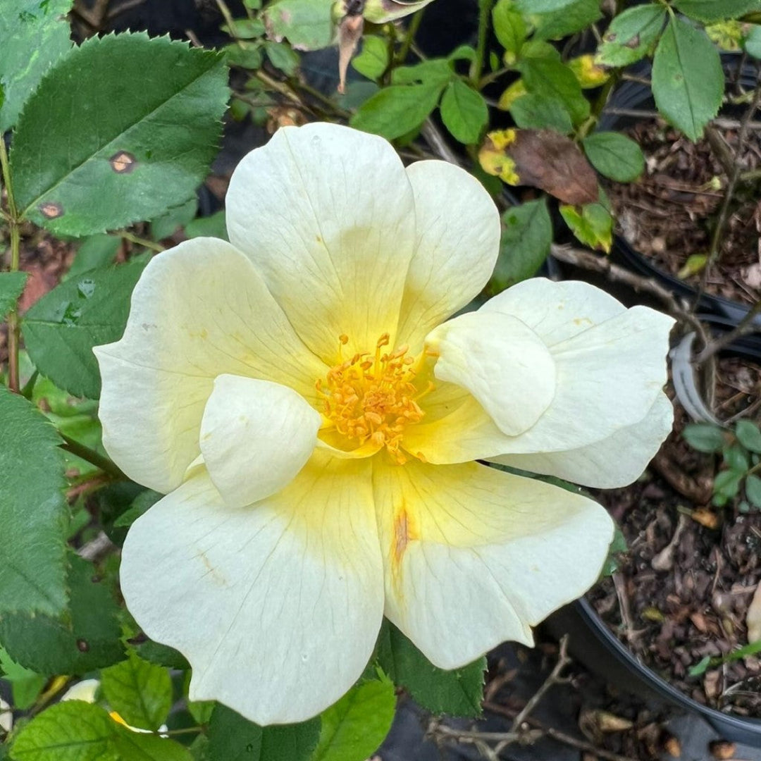 Sunny Knockout Rose displaying bright yellow blooms in garden