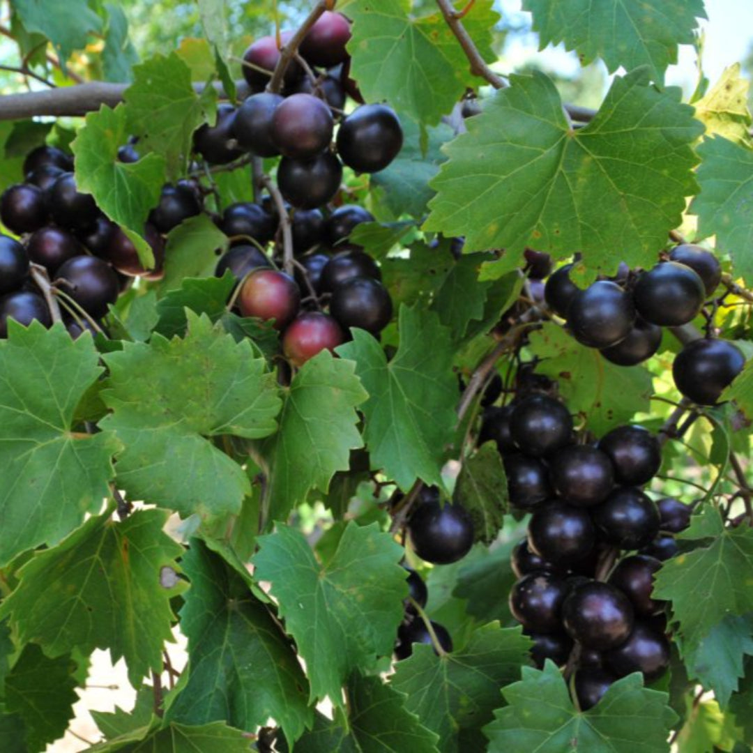 Sweet muscadine grapes ripening on the vine with deep purple-black color