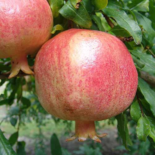 Close-up of Surh Anor Pomegranate fruit on the tree