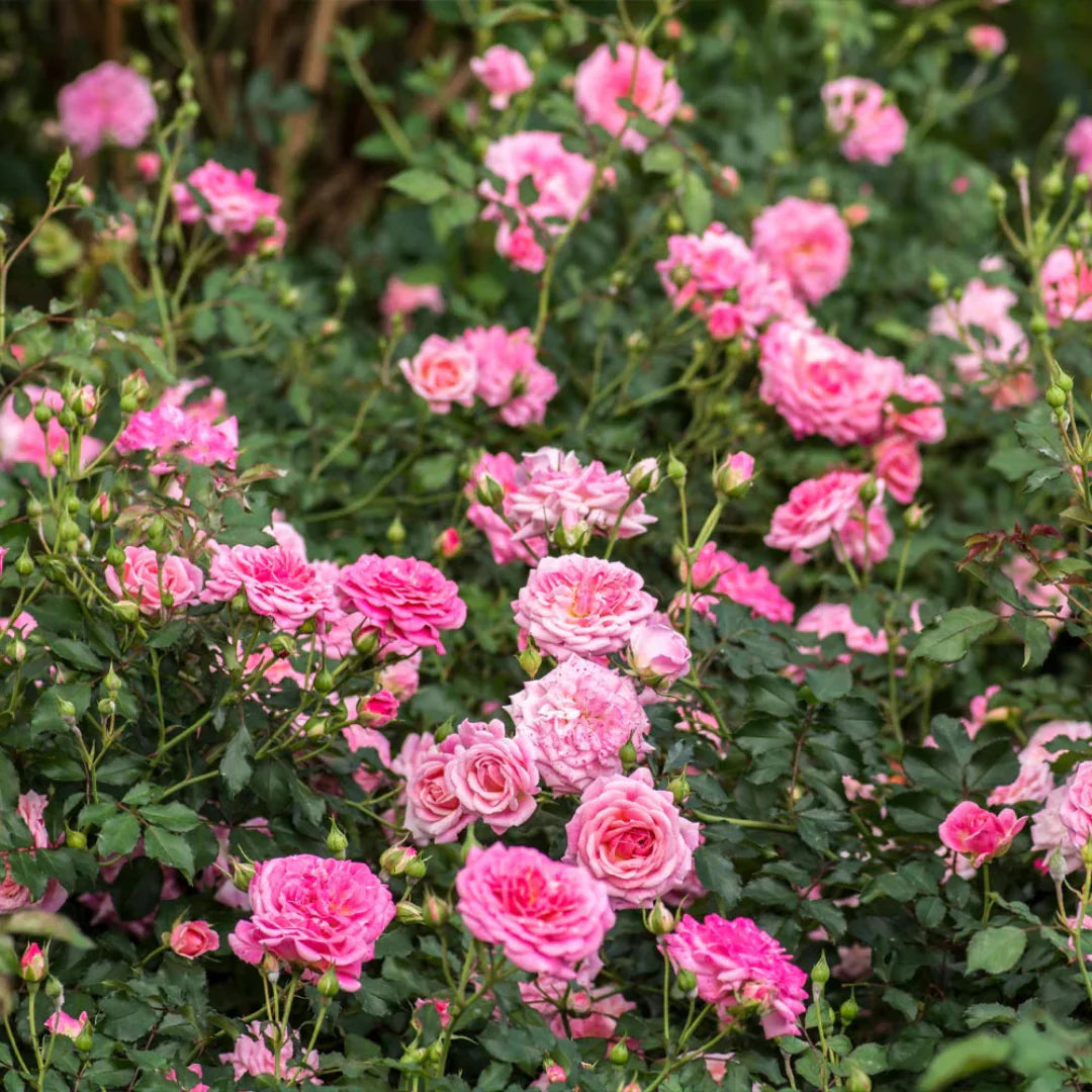Ground hugging Sweet Drift Rose brightens sunny garden border