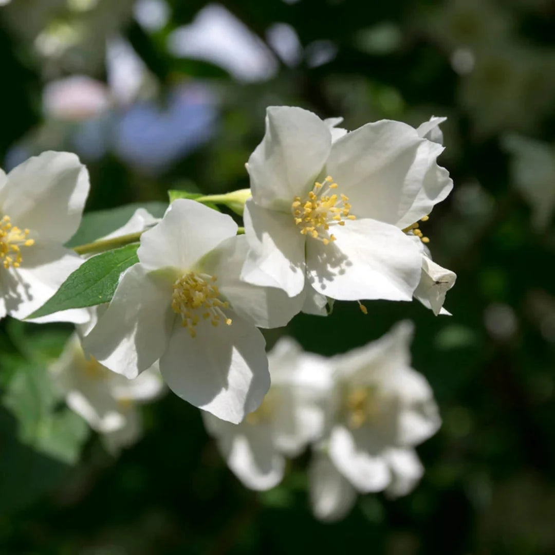 Sweet Mock Orange - Perfect White Blooms