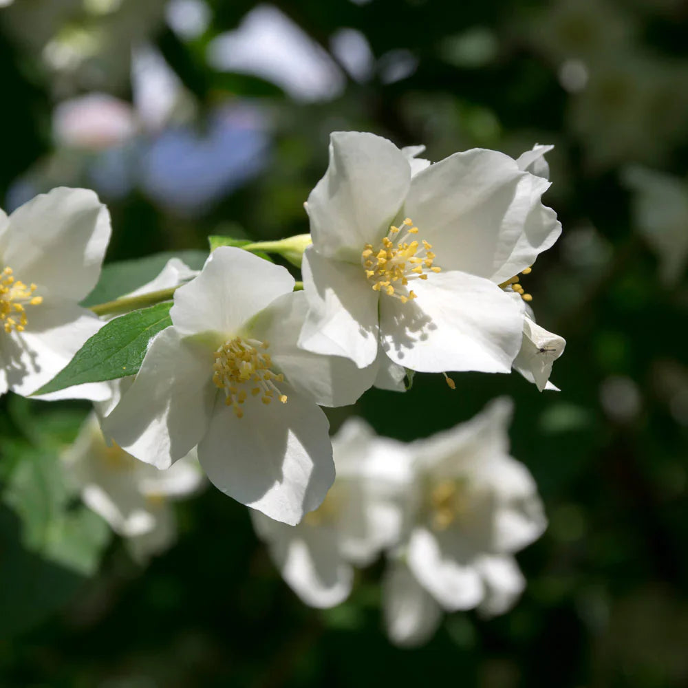 Sweet Mock Orange - Perfect White Blooms