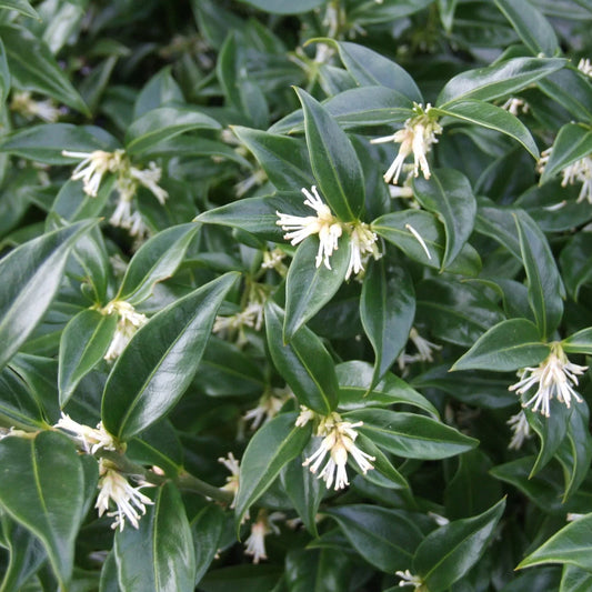 Sarcococca hookeriana Himalayan Sweetbox shade loving evergreen garden plant